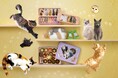 2026年メリーチョコレートバレンタイン　猫好き必見！愛おしい仕草や表情を詰め込んだバレンタイン限定「ねこみゃみれ」が新商品を含むラインナップで登場！