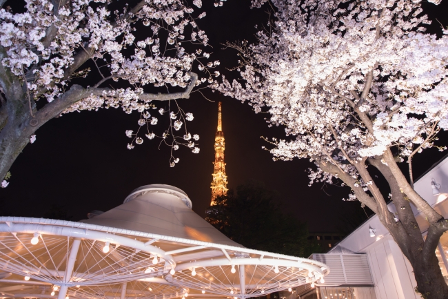 「ビアレストラン ガーデンアイランド」から望む桜と東京タワー