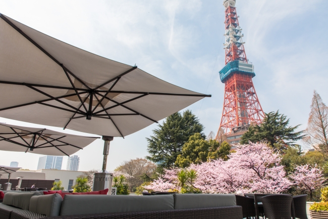 東京タワーとともにお花見を楽しむ 桜まつり 19 を開催 株式会社プリンスホテルのプレスリリース