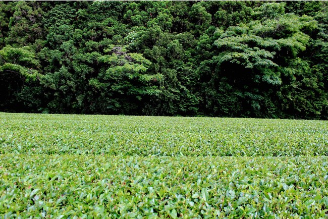佐賀県「田中製茶工場」の嬉野茶 イメージ