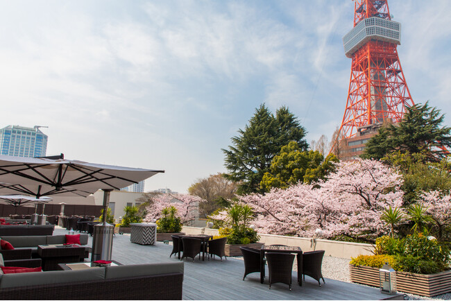 桜と東京タワーのビュー「カフェ＆バー タワービューテラス」