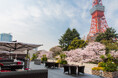 桜と東京タワーの絶景を満喫できる「さくらめぐり 2025」を開催【東京プリンスホテル】