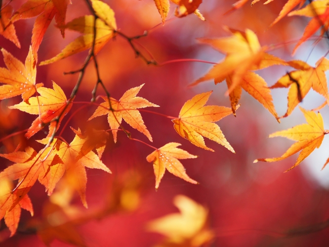 ～お部屋の中でも紅葉を満喫～ 「京都・紅葉ステイ」