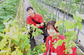 パパネッツ、障がいを持つ従業員が農園で育てた野菜を「こども食堂」に寄付