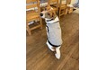 松江市にある保護犬との出会いから生まれたドッグカフェ「cafe wagging tail」が、オリジナルドッグウェアを発売。一部を寄付