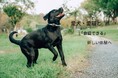 その鳴き声、甘え？それとも不安？犬・猫の気分をAIで予想する「PettiChat」Makuake先行販売