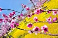 1本のアーモンド植樹をきっかけに淡路島を“第2の故郷”へ『e-Awaji Islander』新規会員募集