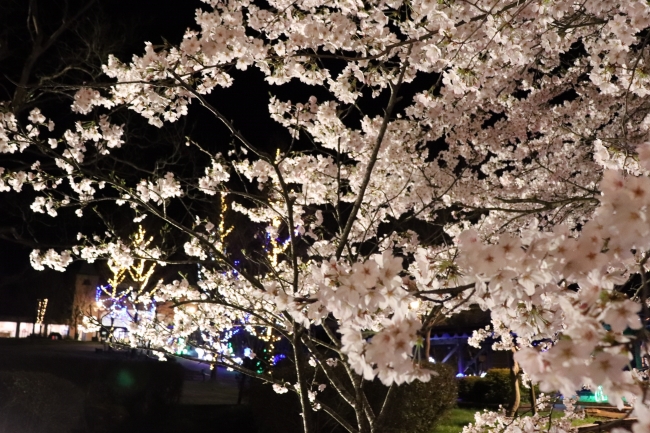 ▲園内にはライトアップされた桜も設置