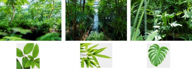（左）疲労感軽減が期待される植物　（中）集中力アップが期待される植物　（右）活力アップが期待される植物
