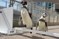 見逃せない、アクアワールド・大洗の “秋ならでは”のプログラム「ペンギンのおさんぽタイム」&秋の「IWASHI LIFE」