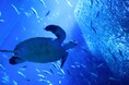 SDGs週間 パネル展示「海からのメッセージ～ウミガメのみらい～」 アクアワールド・大洗で2026年8月27日(木)から9月30日(水)まで開催