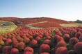 季節を彩る花と魚たちのコラボレーション!「ブルーミング アクアワールド・大洗」を開催します!
