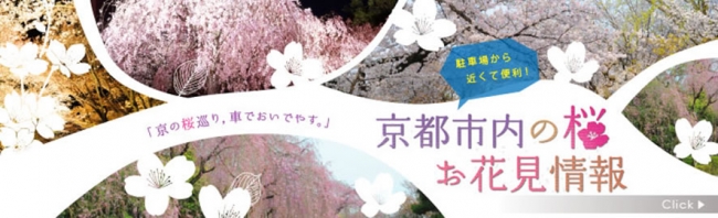 京都市内お花見情報など多彩な情報を配信いたします。《掲載例：お花見情報》