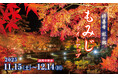 【伊豆の紅葉】修善寺虹の郷、約1000本のもみじが光り輝く『もみじライトアップ』＆『打ち上げ花火』を開催！11月15日(土)から12月14日(日)まで