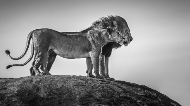 退屈なおうち時間にサバンナの風を 東アフリカの雄大な自然を捉えた野生動物写真集 きびだんご株式会社のプレスリリース