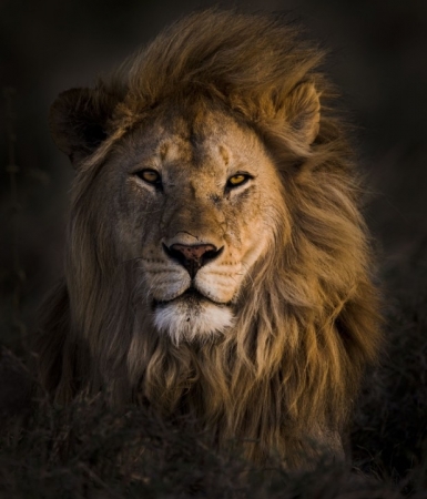 最後の光の中でライオンの肖像画、タンザニアのセレンゲティ