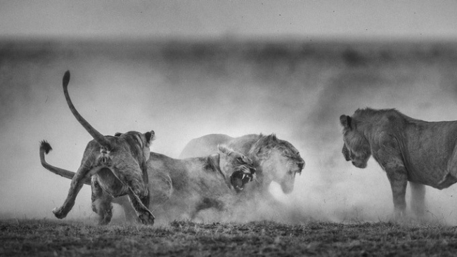 退屈なおうち時間にサバンナの風を 東アフリカの雄大な自然を捉えた野生動物写真集 きびだんご株式会社のプレスリリース