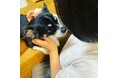 猛暑で急増するマダニ被害、布団・ペット用品クリーニングで対策を!しももとクリーニングへの問い合わせが前年同期比300%増