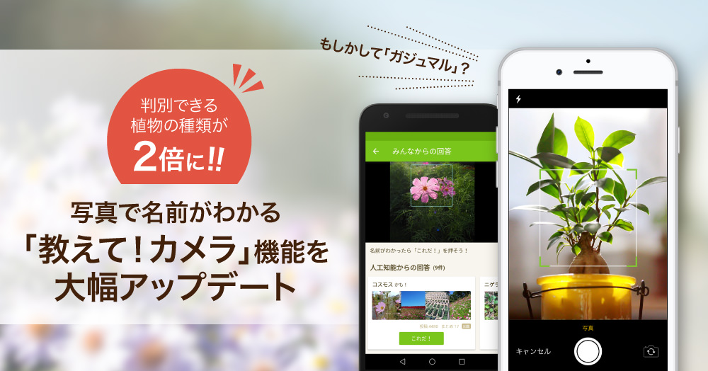 判別できる植物の種類が2倍に！植物写真アプリ「GreenSnap」の写真で名前がわかる「教えて！カメラ」機能を大幅アップデート