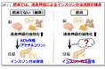 【徳島大学】自律神経による“インスリン分泌のブレーキ”を発見―肥満で強まる新たな抑制メカニズムを解明―