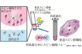 【徳島大学】室温・光駆動で生み出したスピンの偏りをがん代謝MRI診断薬分子「ピルビン酸」へリレーすることに成功～分子が数秒で組み上がる現象を利用し、次世代高感度MRI の実現へ前進～