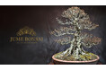 盆栽家が創り出す“命の記憶を造形する”アートプロジェクト「JUME BONSAI」を開始