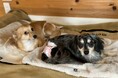 【獣医師推奨】ペットの高齢化社会に新たな選択肢を。淡路島発「ペット酵素浴」が全国でプロデュースを開始、自然発酵熱100%の『日常ヘルスケア』を推進