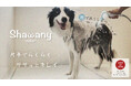 保護犬支援を本格開始!ペット用シャワーヘッド「シャワニー」を動物保護団体へ無償提供