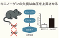 神戸学院大学薬学部の鷹野教授らが蛋白質「キニノーゲン」欠損による血圧の上昇を初めて実証しました