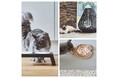 《Life with Cat》～猫と暮らす、心地よい毎日のために～