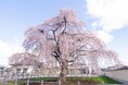 【北海道北斗市】『北斗桜回廊』4月24日から開催―昼も夜も楽しめる春の桜ー