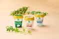 よつ葉乳業、2026年春季の新商品・リニューアル商品を発売。「北海道十勝生乳100ヨーグルト」デザイン刷新、季節限定商品や新フレーバーも登場