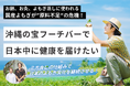 国産よもぎ不足が深刻化!沖縄「フーチバー」で解決へ!遊休地解消&よもぎ増産を目指すクラウドファンディングが大好評