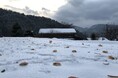 料理人も田んぼへ、蟹殻は土へ。京都・和久傳が20年以上続ける、京丹後の米づくり