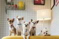【愛犬と旅する全ての方必見】宮城・日本三景松島に初の“愛犬家専用”1日1組限定の一棟貸し宿「LEMO by matsushima」がNEW OPEN!