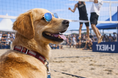 愛犬と行くスポーツ観戦！ビーチバレー大会観戦イベント開催!