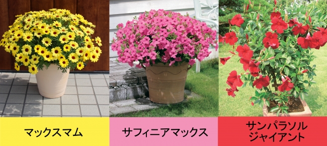 「大きな花プロジェクト」の花3種類