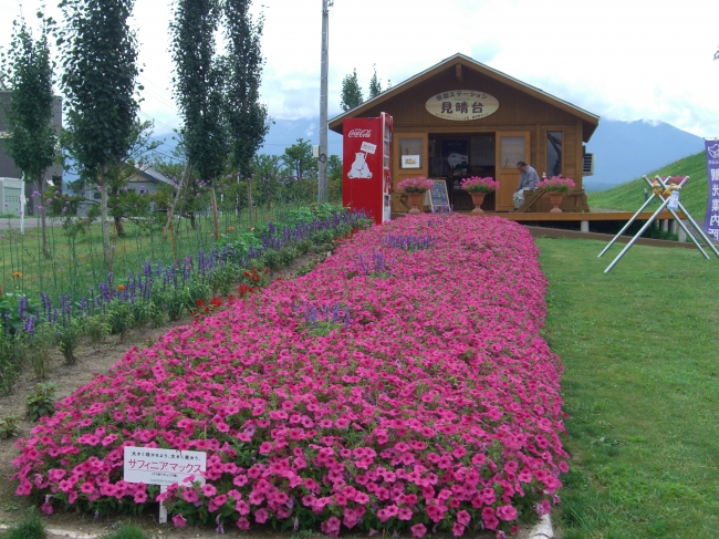 見晴台公園花壇づくり（北海道）で満開のサフィニアマックス