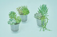 土を使わない多肉植物の新商品「Taniku Set」が、&Greenから2025年4月18日(金)にリリース