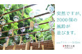 突然現れた2,000個の風鈴？！自然渓谷×風鈴による究極の清涼体験スポットが三重県名張市に