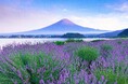 【富士山麓】動物同伴型一棟貸し宿「ICHI 縁」にて、梅雨時期限定の特別プラン「動物家族と彩るラベンダーステイ」を販売開始