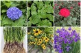 DREAM PONYAmazonGreen Flow株式会社DREAM PONY、大阪支社で植物・苗に特化したAmazon販売フランチャイズ「Green Flow」を本格始動