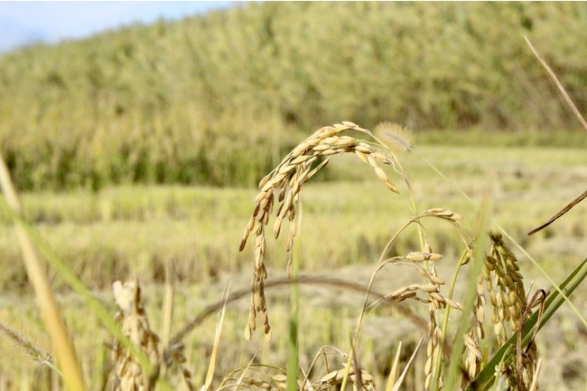 南仏カマルグ地方の稲作