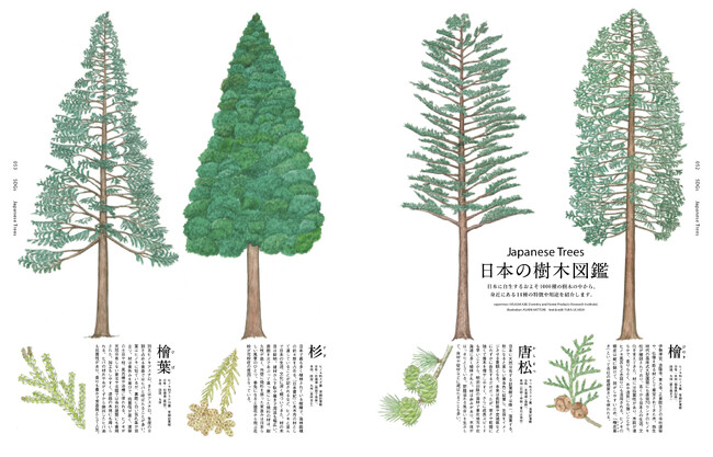 日本の樹木図鑑