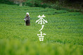 約200年続く奈良・吉野の茶農家の三姉妹が事業承継。クラフト茶ブランド「茶ノ吉」11月5日デビュー