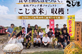 【田植えから119日】焼肉こじま、自ら植えた「こじま米」を滋賀県野洲市で収穫