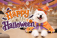 人混みも仮装もいらない"怖くない"ハロウィーン。全店舗で毎月1万人超が訪れるサモエドカフェmoffuがハロウィーンイベント開催中