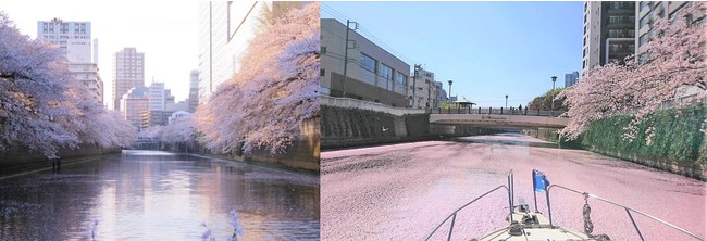 東京の人気お花見しポット目黒川を船からお楽しみください