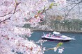 【目黒川お花見CHANDONクルーズ/貸切】特別仕様の船上から春を感じるファーストクラス予約開始!4,000m続く桜のトンネルを潜り、「仲間の笑顔に包まれる」優雅な時を