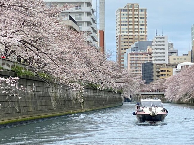 桜の名所目黒川は両岸に桜並木があり、船からはまるで桜のトンネルのように見える